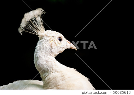 Shirokujaku 50085613