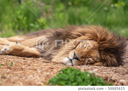 A nap of the lion 50085615