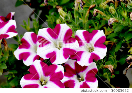 開花在三鷹中原的紫色紫色喇叭花 50085622