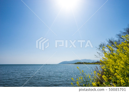 沿著琵琶湖開花的強姦花 沿著琵琶湖開花的強姦花 50085701