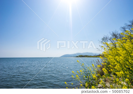 沿著琵琶湖開花的強姦花 沿著琵琶湖開花的強姦花 50085702
