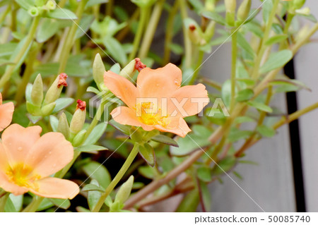 開花在三鷹中原的橙色Hanasbergiyu 開花在三鷹中原的橙色Hanasbergiyu 50085740