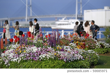 Yokohama cityscape of Japan We look at Yamashita Park and Yokohama Bay Bridge Yokohama cityscape of Japan We look at Yamashita Park and Yokohama Bay Bridge 50085971