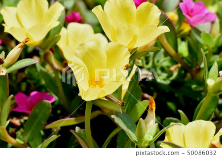 開花在三鷹中原的黃色Hanasberihyu 開花在三鷹中原的黃色Hanasberihyu 50086032