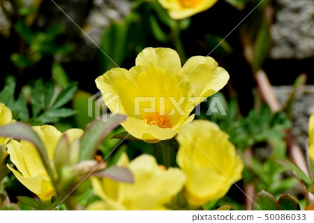 開花在三鷹中原的黃色Hanasberihyu 開花在三鷹中原的黃色Hanasberihyu 50086033