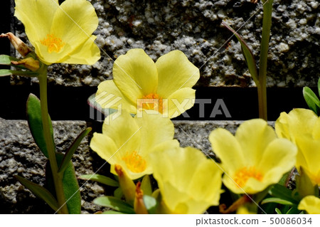 開花在三鷹中原的黃色Hanasberihyu 開花在三鷹中原的黃色Hanasberihyu 50086034