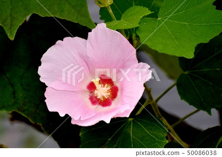 開花在三鷹中原的桃紅色花 開花在三鷹中原的桃紅色花 50086038