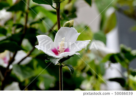 開花在Mikasa Nakahara的白色Makuge花 50086039