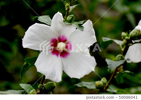 White Makuge flower blooming in Mikasa Nakahara White Makuge flower blooming in Mikasa Nakahara 50086041