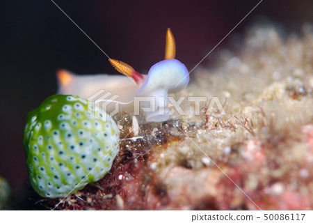 Nuushi Nuushi 50086117