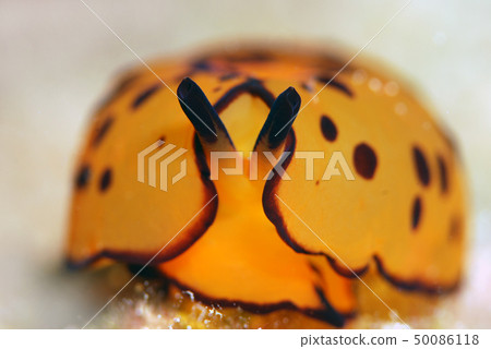 Nuushi Nuushi 50086118