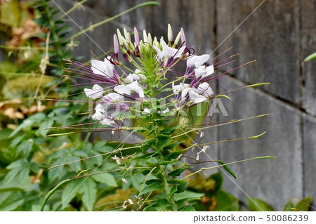 White Cleome blooming in Mitaka Nakahara White Cleome blooming in Mitaka Nakahara 50086239