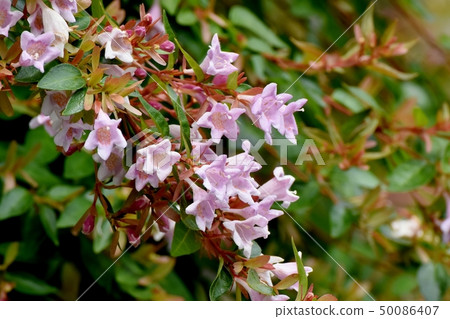 Pink Aberia blooming in Mitaka Nakahara 50086407