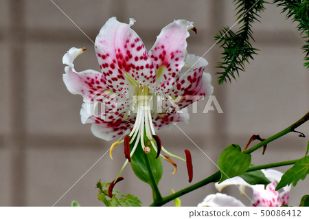 紅色在白色開花的被察覺的百合花在三鷹中原 50086412