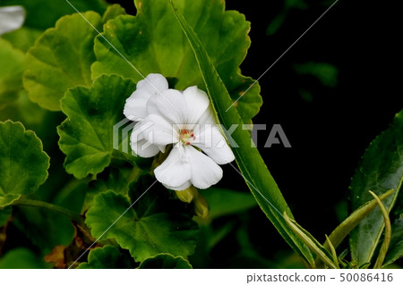 開花在三鷹中原的白色大竺葵 50086416