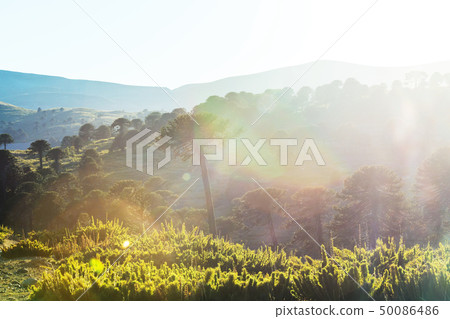 Araucaria 50086486