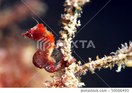 侏儒海馬海馬pontohi Hippocampus severns 50086493