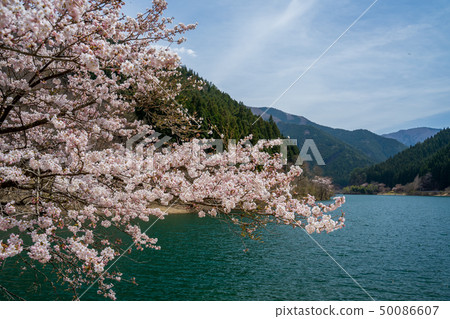 春天聲音水湖Hikihara水壩 50086607