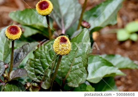 Yellow Rudbeckia-Green Wizard Blooming in Mitaka Nakahara 50086608