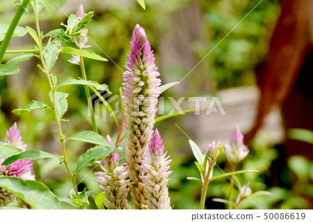Pink noge toe blooming in Mikasa Nakahara (Selosia) Pink noge toe blooming in Mikasa Nakahara (Selosia) 50086619