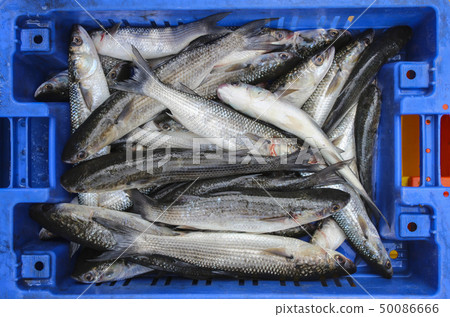 Fresh fish 50086666