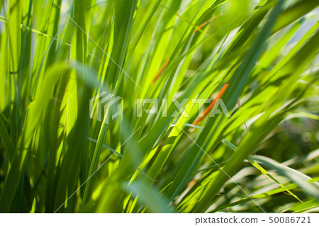 Lemongrass or Lapine or West Indian Lemongrass or Lapine or West Indian 50086721