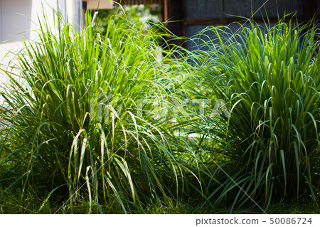 Lemongrass or Lapine or West Indian 50086724