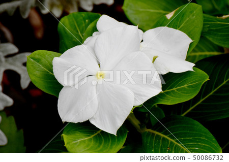 開花在三鷹中原的白色Nichinoscisso 50086732