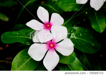 開花在三鷹中原的白色Nichinoscisso 50086733