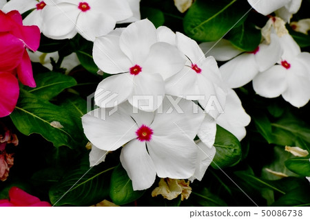 開花在三鷹中原的白色Nichinoscisso 50086738