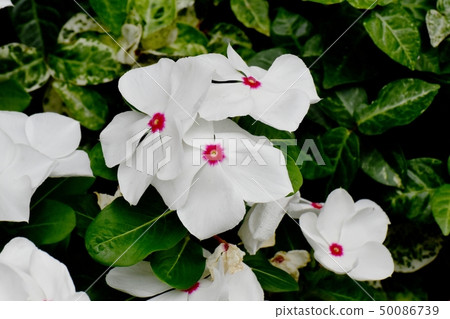 開花在三鷹中原的白色Nichinoscisso 50086739