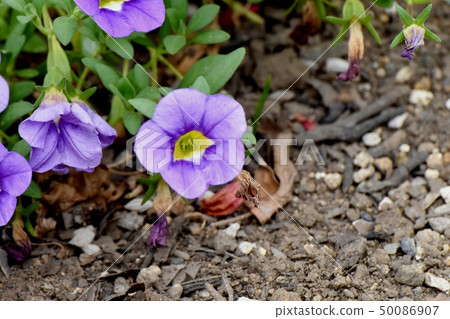 Purple Calibrachoa Blooming in Mitaka Nakahara 50086907