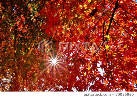 Autumn scenery with beautiful scenery 50086980