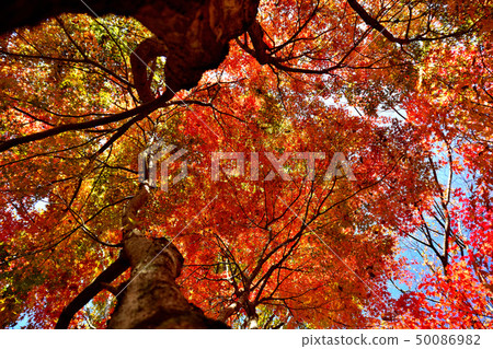Autumn scenery with beautiful scenery 50086982