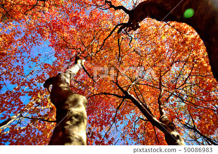 Autumn scenery with beautiful scenery 50086983