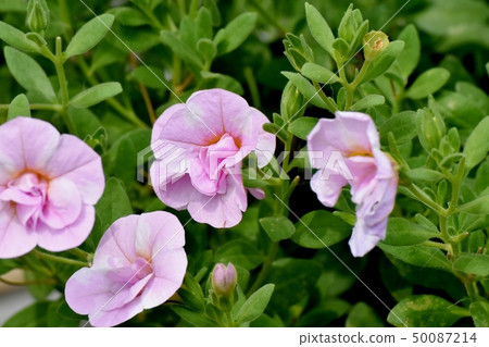 開花在三鷹中原的桃紅色雙花Calibrachoa 50087214