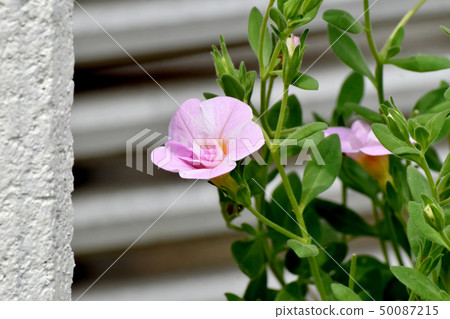 Pink double flower Calibrachoa blooming in Mitaka Nakahara 50087215