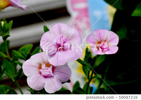 Pink double flower Calibrachoa blooming in Mitaka Nakahara 50087216