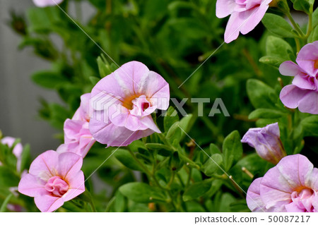Pink double flower Calibrachoa blooming in Mitaka Nakahara 50087217
