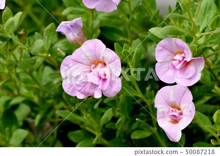 Pink double flower Calibrachoa blooming in Mitaka Nakahara 50087218