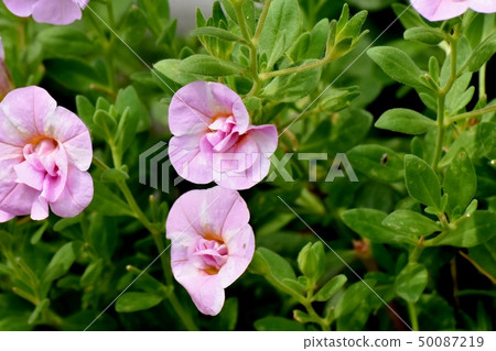 Pink double flower Calibrachoa blooming in Mitaka Nakahara 50087219