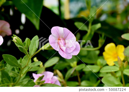 開花在三鷹中原的桃紅色雙花Calibrachoa 開花在三鷹中原的桃紅色雙花Calibrachoa 50087224