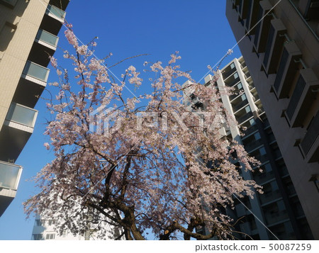 兩個城市的櫻花 50087259