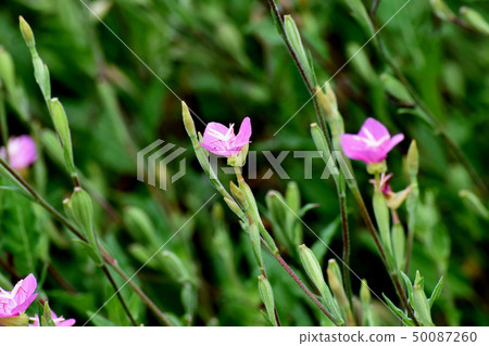 開花在三鷹中原的桃紅色紅木 50087260