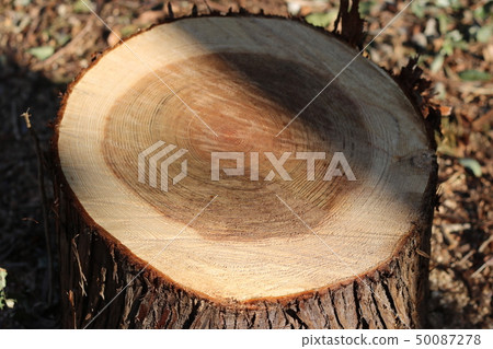 Stubble 50087278