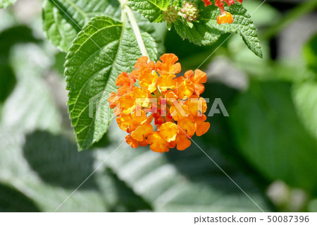 在三鷹中原（Citihenga）開花的馬纓丹 50087396