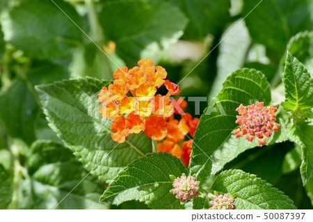 在三鷹中原（Citihenga）開花的馬纓丹 50087397