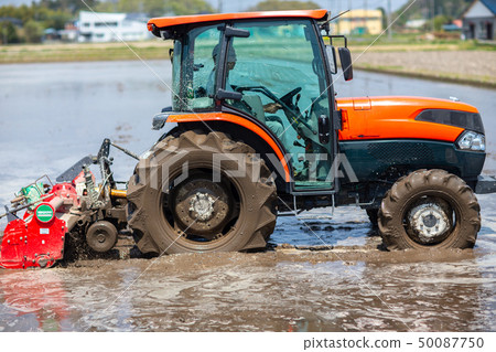 Agriculture rice field farming 50087750