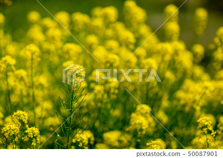 Flower plant butterfly insect tropical flowering 50087901