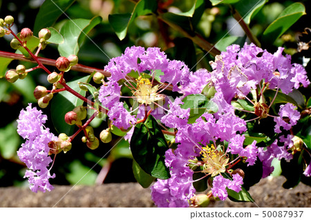 開花在Mikasa Nakahara的紫色Sulli花 開花在Mikasa Nakahara的紫色Sulli花 50087937